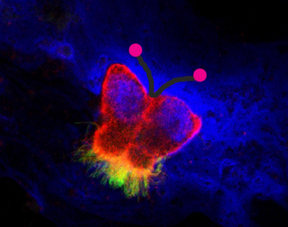 Cosmic Butterfly - Janice Coles